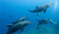 Socorro Aggressor Liveaboard - Mexico